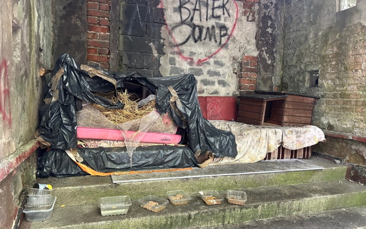 Zbiórka Sterylizacja kotów z Czuchowa - zdjęcie główne