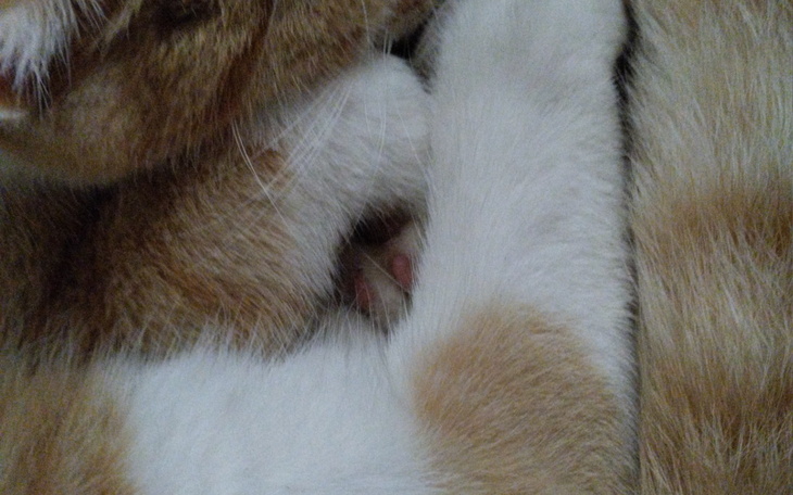 Zbliżenie na kocie łapy, splecione w miękkim futrze.