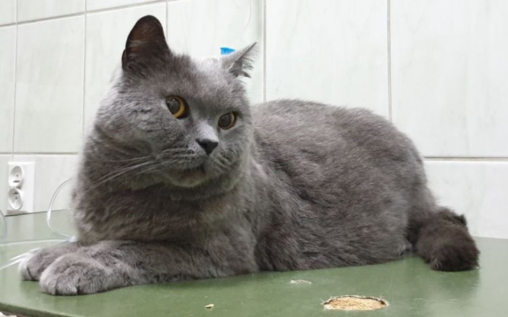 Zbiórka Leczenie kota Hokeja - zdjęcie główne