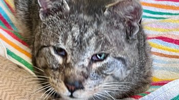 Zbiórka James Kot. I to jest walka. - miniaturka zdjęcia