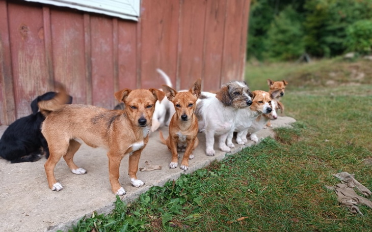 Zbiórka 13 szczeniąt i 5 kociąt -pomocy - zdjęcie główne