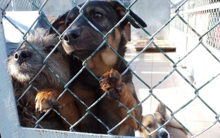 Zbiórka 4 łapki - zdjęcie główne