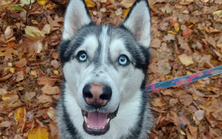 Zbiórka Mam dopiero 3 latka i nowotwór.. - zdjęcie główne