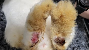 Zbiórka Walka o nowe życie - miniaturka zdjęcia