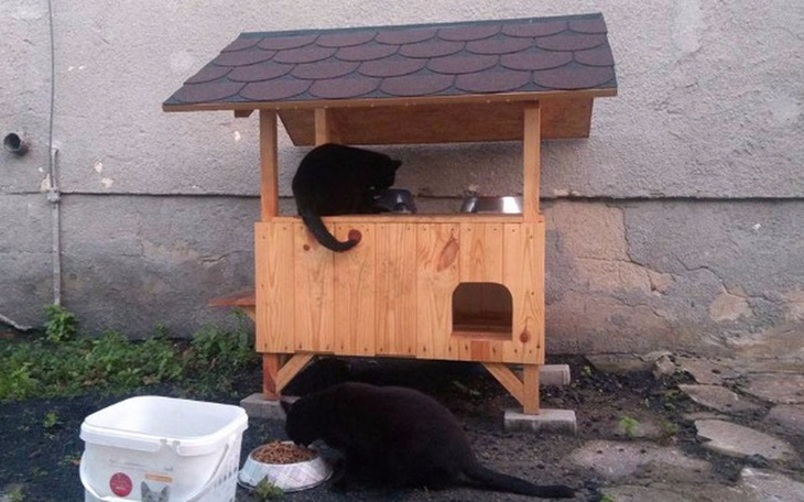 Zbiórka Zbieramy na karmę na zimę - zdjęcie główne