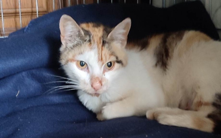 Zbiórka Na sterylizacje kotki wiejskiej - zdjęcie główne