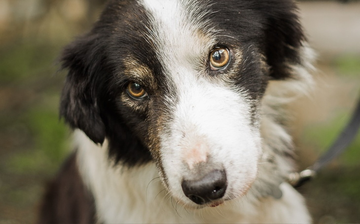 Zbiórka Ratujmy serce Azora - zdjęcie główne