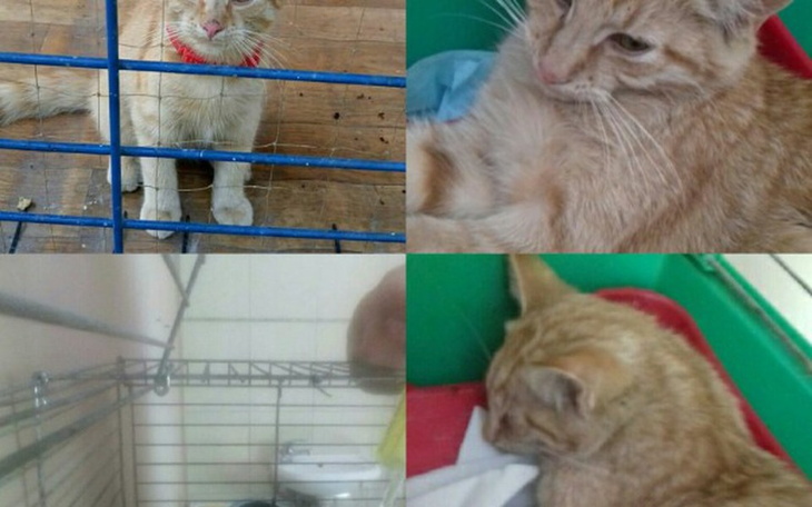 Zbiórka Panleukopenia Pomocy - zdjęcie główne