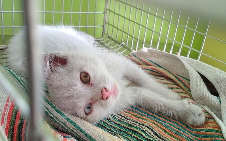 Zbiórka Na leczenie bezdomnych kotów - zdjęcie główne