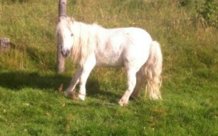 Zbiórka Na uratowanie dwóch kucy - zdjęcie główne