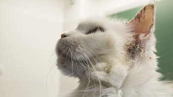 Zbiórka Ulżyć Śnieżce - miniaturka zdjęcia