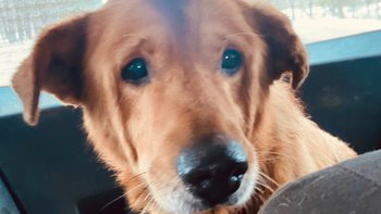 Zbiórka Duży pies i jeszcze większy pech - miniaturka zdjęcia