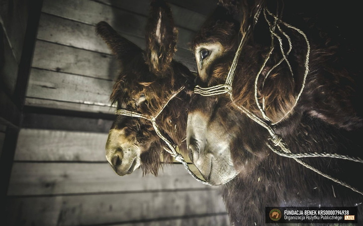 Dwa osły w stajni, związaną liną, patrzą w stronę obiektywu.