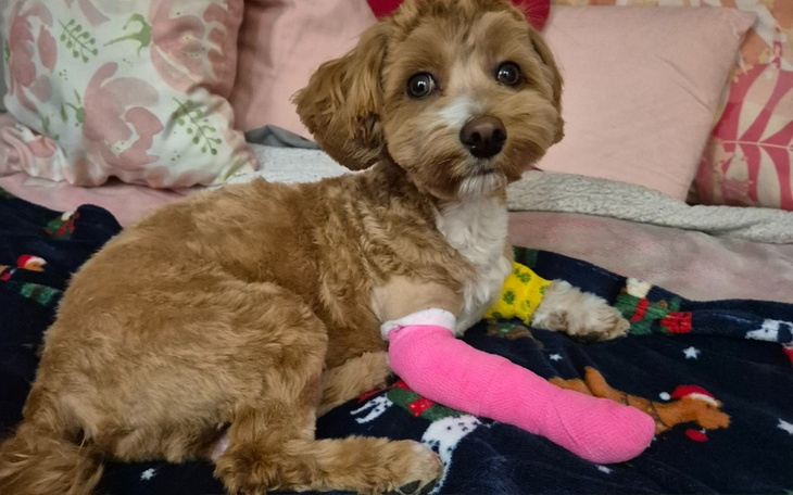 Zbiórka Rehabilitacja Timusia po operacj - zdjęcie główne