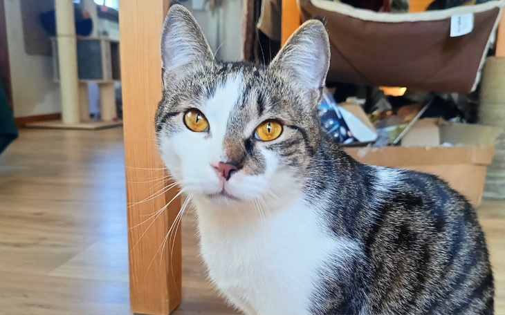 Zbiórka Michaś prosi o wsparcie - zdjęcie główne