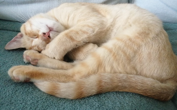 Zbiórka Biszkopt kontra zabójcza choroba - zdjęcie główne