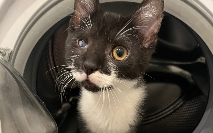 Kotek z jednym okiem w pralce, z ciekawym spojrzeniem.