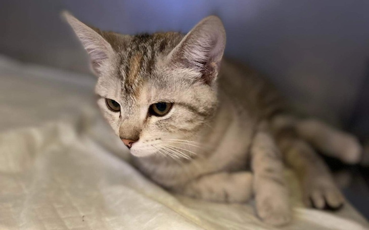 Kot leżący na łóżku, z zamyślonym spojrzeniem.