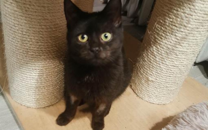 Zbiórka Zosia waleczna - zdjęcie główne