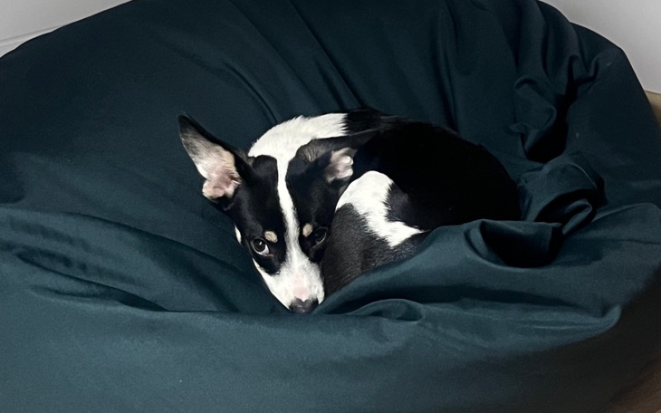 Zbiórka przybory dla znalezionego psiaka - zdjęcie główne