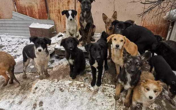 Zbiórka Pomoc dla zwierząt z Ukrainy. - zdjęcie główne