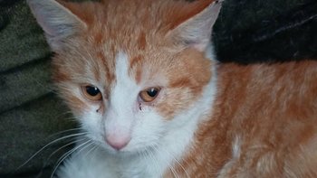 Zbiórka Szarif zaczyna nowe życie - miniaturka zdjęcia