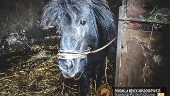 Zbiórka Gutek trafił do skupu. MA WYROK! - miniaturka zdjęcia