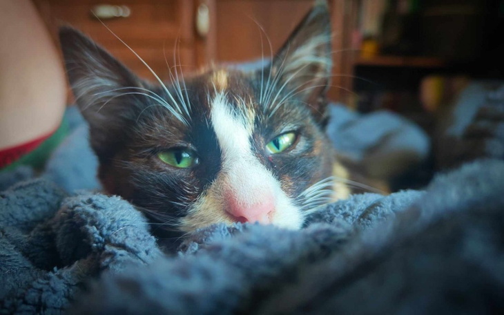 Zbiórka Na leczenie Molly - zdjęcie główne