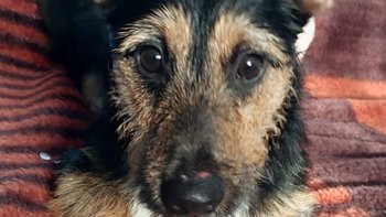 Zbiórka Uratowany ze śniegu Happy - miniaturka zdjęcia