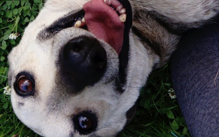 Zbiórka Specjalistyczna karma dla Fibi - zdjęcie główne