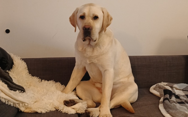 Labrador siedzi na kanapie, wygląda na zrelaksowanego.