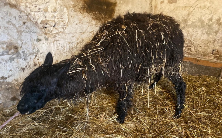 Czarny owca w stajni, pokryta słomą.