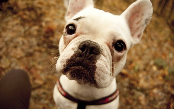 Zbiórka Hipoalergiczna karma dla Sagi - zdjęcie główne