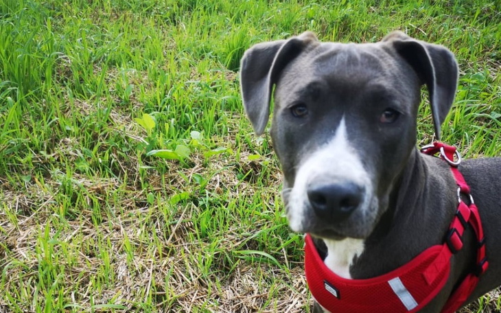 Zbiórka Szczeniak Amstaff TRACI WZROK - zdjęcie główne
