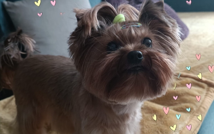 Zbiórka Diagnostyka i leczenie Daisy - zdjęcie główne