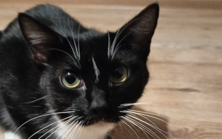 Zbiórka Kreska prosi o jedzonko - zdjęcie główne