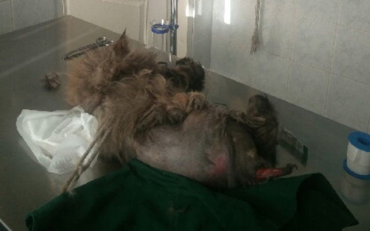 Zbiórka Oskórowany kot - POMOCY! - zdjęcie główne