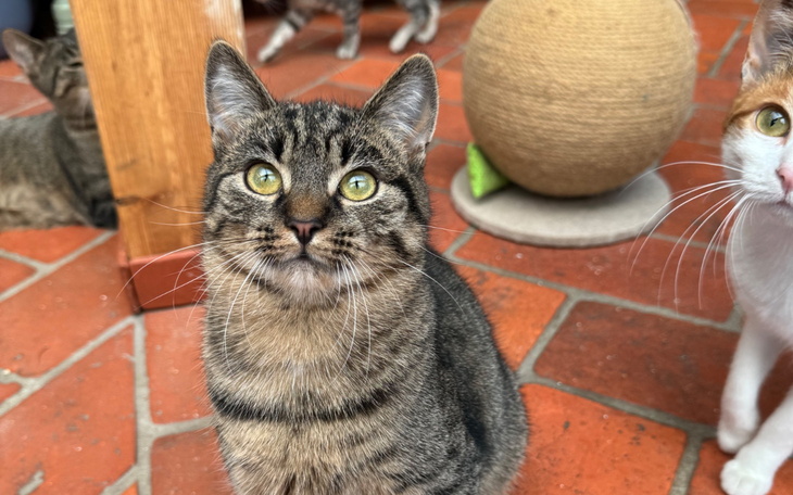Kot z zielonymi oczami, siedzący na podłodze wśród innych kotów.