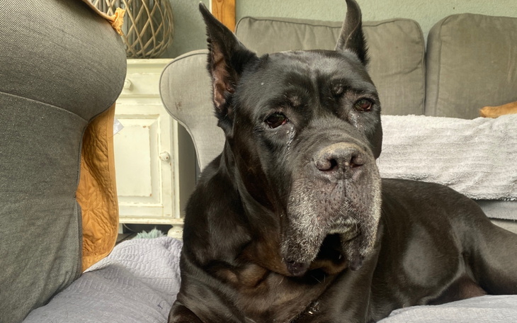 Czarny pies rasy Cane Corso, siedzi na kanapie.