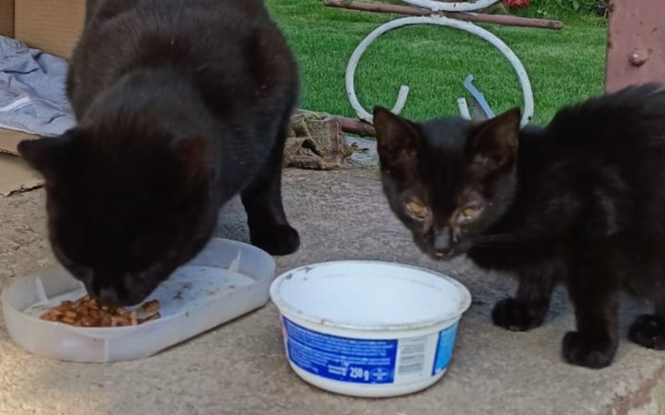 Zbiórka Chore działkowe czarnidełka - zdjęcie główne