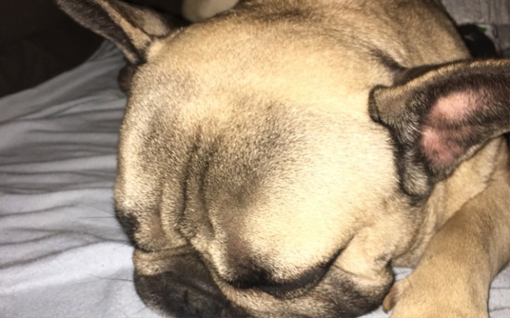 Zbiórka Operacja dla psa rasy buldog - zdjęcie główne