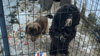 Zbiórka Odebrane z koszmaru. Pomóż - miniaturka zdjęcia