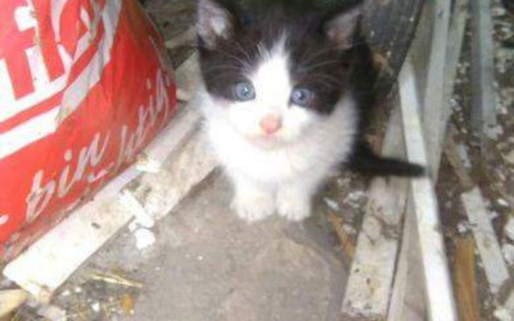 Zbiórka Jedzonko dla zwierząt <3 - zdjęcie główne