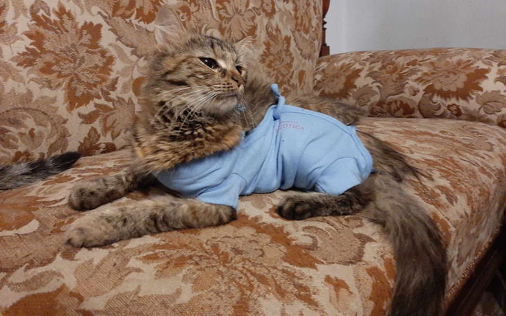 Zbiórka Kastracja Cansu vel Bajki - zdjęcie główne