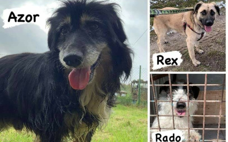 Zbiórka Zbiórka na przytulisko Kożuchów - zdjęcie główne