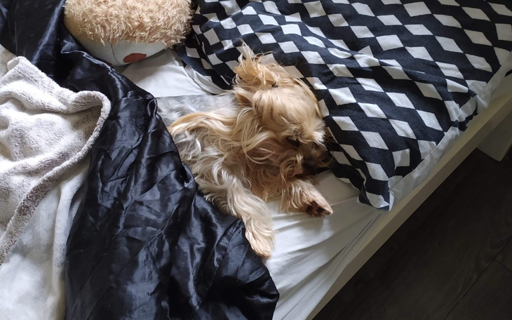 Zbiórka Aby znów merdał ogonkiem - zdjęcie główne