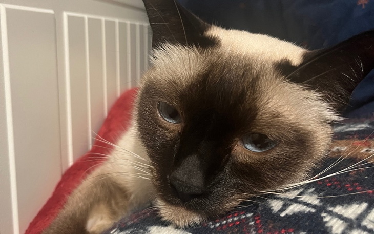 Zbiórka Leczenie Holly FIP - zdjęcie główne