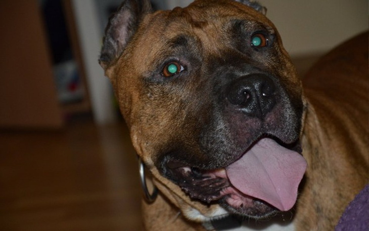 Zbiórka AmstaffyNiczyje, pomóż nam pomac - zdjęcie główne