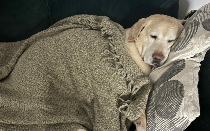 Złoty labrador śpiący pod kocem na kanapie.