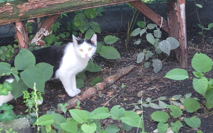 Kot w ogrodzie, otoczony zielenią, z ciekawym spojrzeniem.